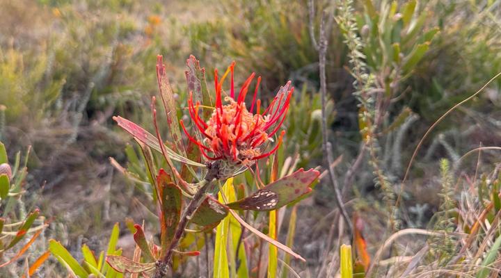 Wildemans Addo Bushveld Lodge