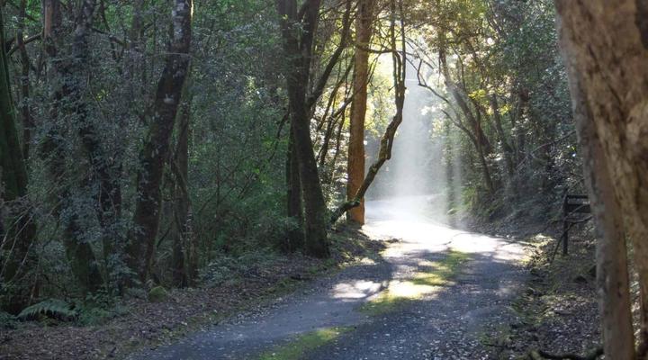 Mount Sheba Cottages