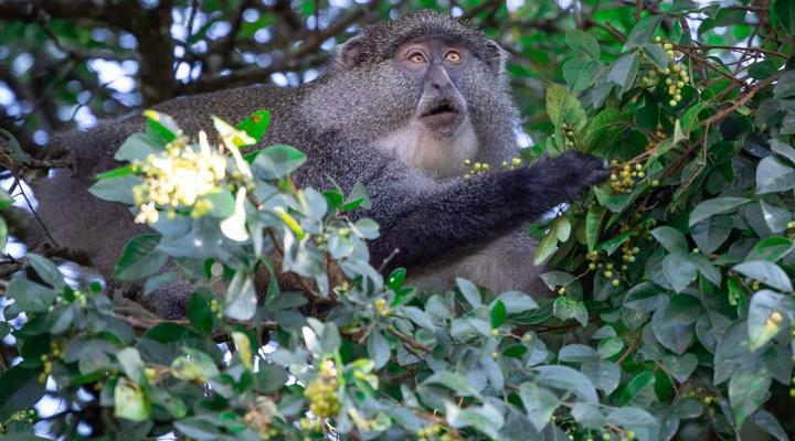 Mount Sheba Cottages