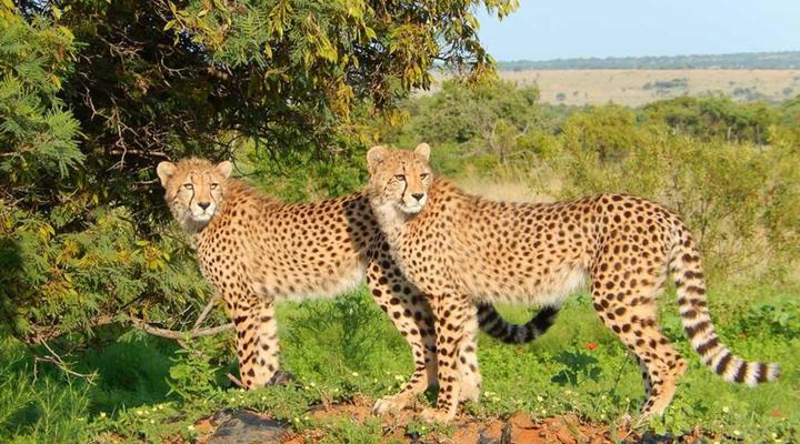 Lion and Cheetah Sanctuary