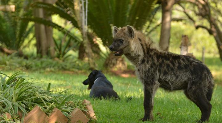 Lion and Cheetah Sanctuary