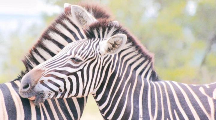 Zebras Drift by Heybert