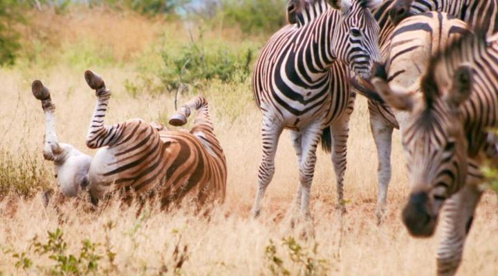 Zebras Drift by Heybert