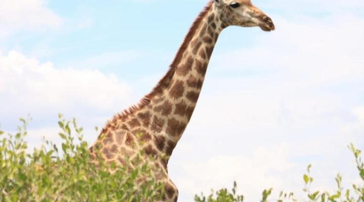 Zebras Drift by Heybert