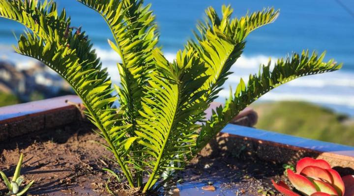 Lillies and Leopards Guesthouse