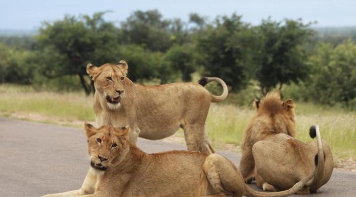 Hoedspruit Raptors Lodge No 16