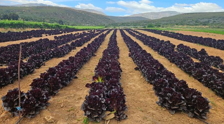 Kleindoorn Guest House