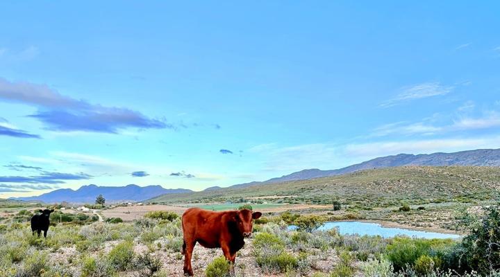 Kleindoorn Guest House