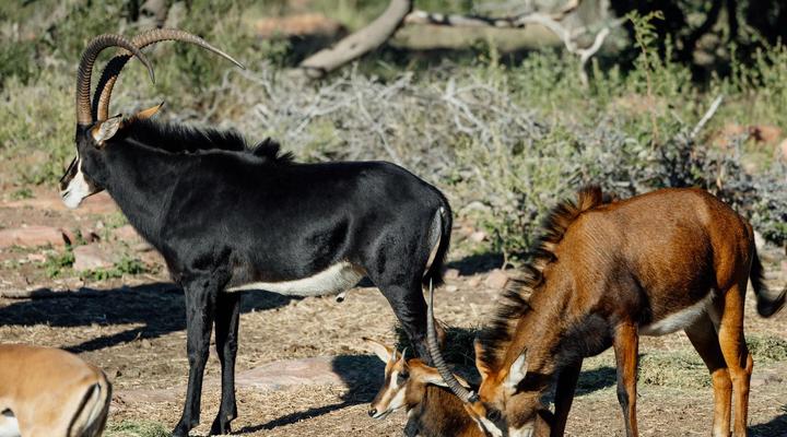 Dinkweng Safari Camp