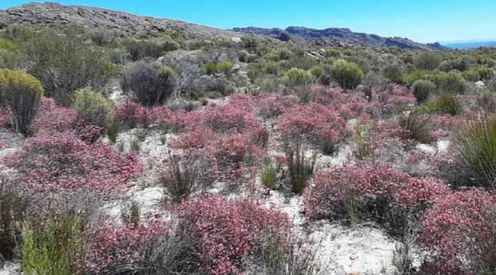 Biedouw Valley Wegbreek