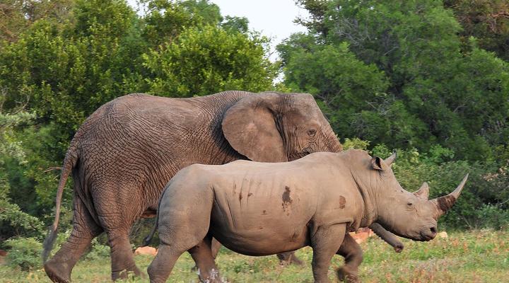 Royal Morubisi Founder's Lodge
