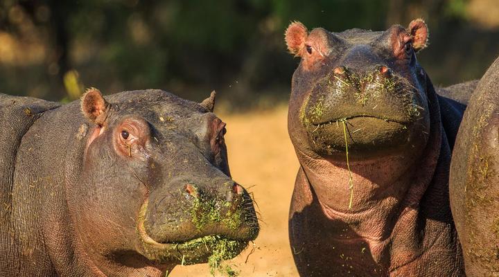 Royal Morubisi Founder's Lodge