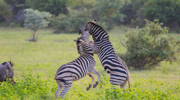 Royal Morubisi Founder's Lodge