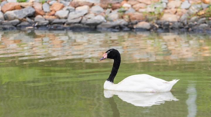 BON Hotel Crown Forest