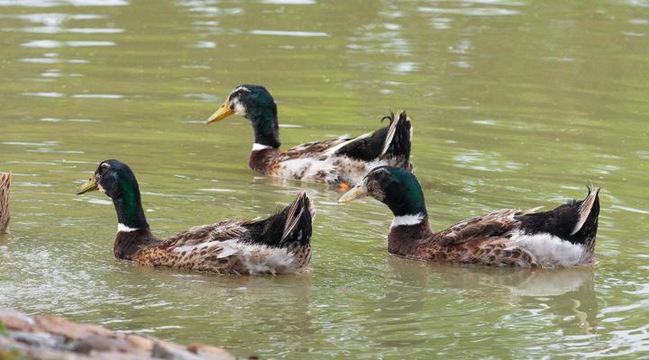 BON Hotel Crown Forest