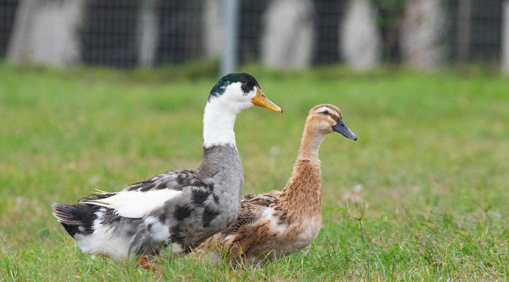 BON Hotel Crown Forest