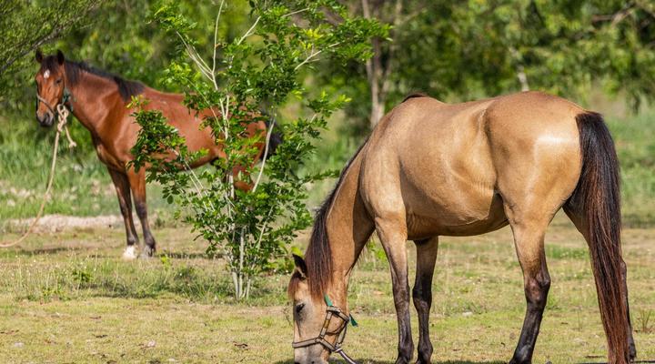 BON Hotel Crown Forest
