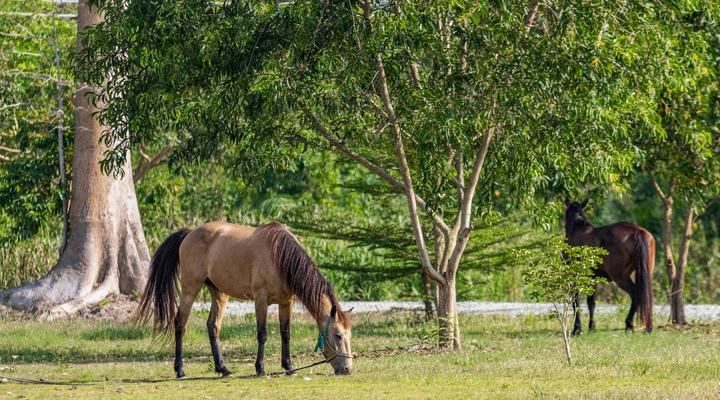 BON Hotel Crown Forest