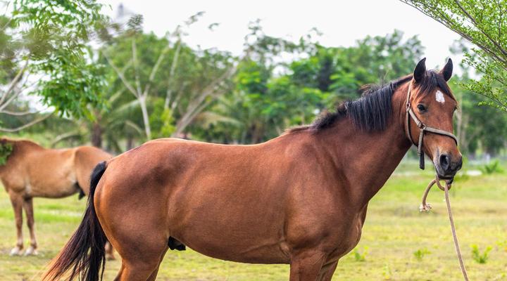 BON Hotel Crown Forest