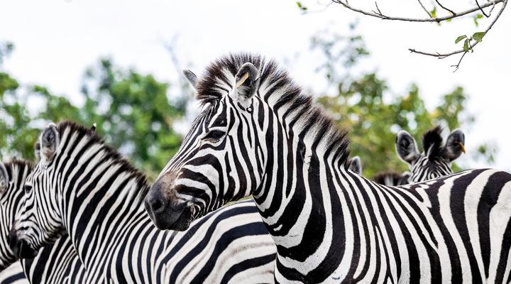 BON Hotel Crown Forest