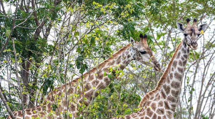 BON Hotel Crown Forest