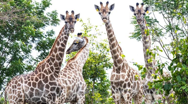 BON Hotel Crown Forest