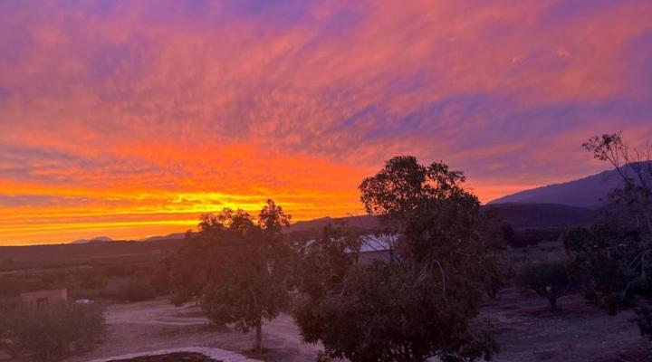 Altevrede Olive Farm