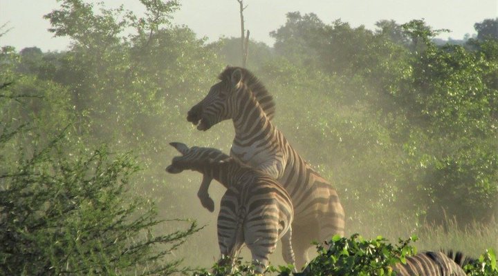 4 Night Kruger Three Park Tented Safari