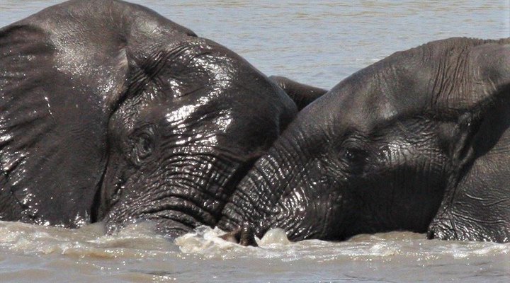 4 Night Kruger Three Park Tented Safari