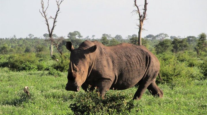 4 Night Kruger Three Park Tented Safari