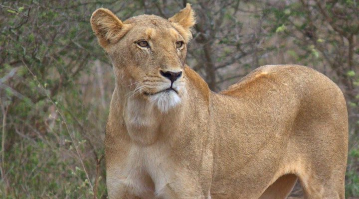 4 Night Kruger Three Park Tented Safari