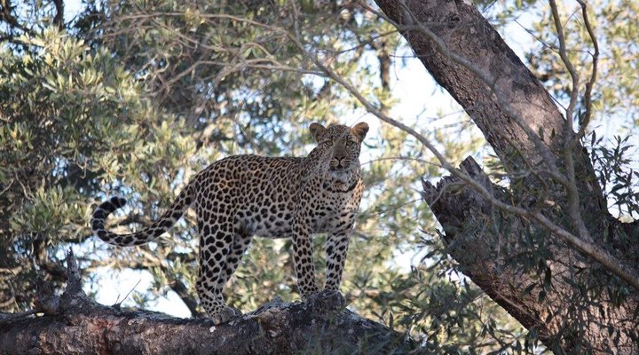 4 Night Kruger Three Park Tented Safari