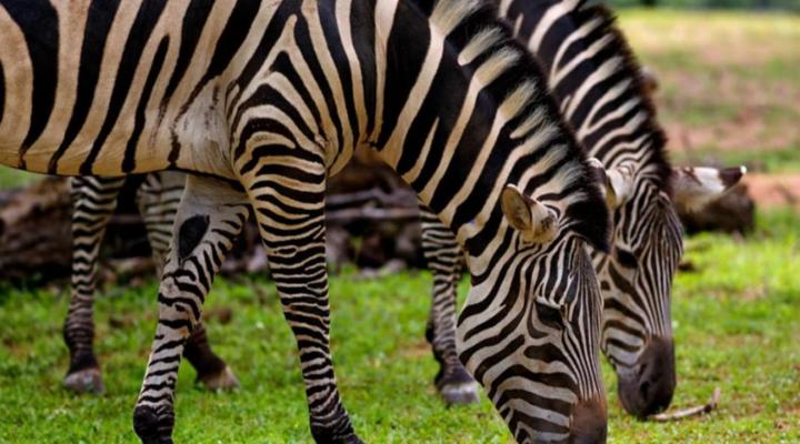 Carousel Eco Estate - Acacia Place