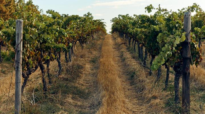 The Neighbour's Farm Homestead