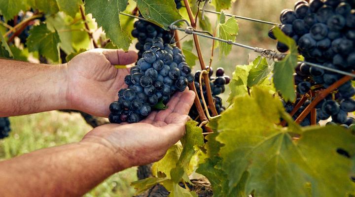 The Neighbour's Farm Homestead