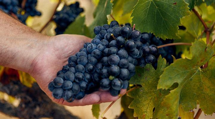 The Neighbour's Farm Homestead