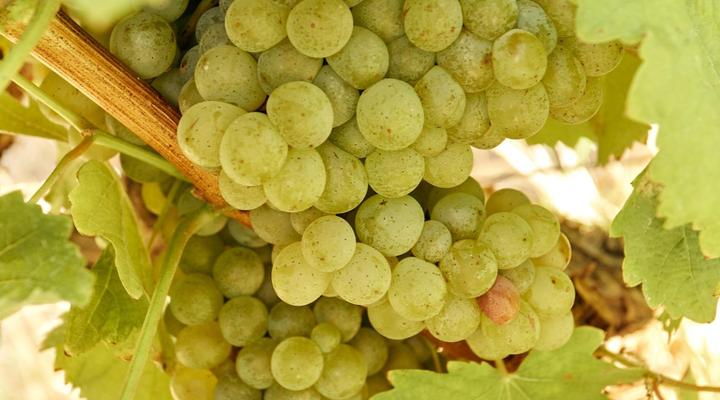 The Neighbour's Farm Homestead