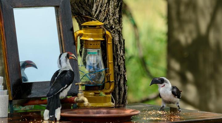 Serengeti Wilderness Camp