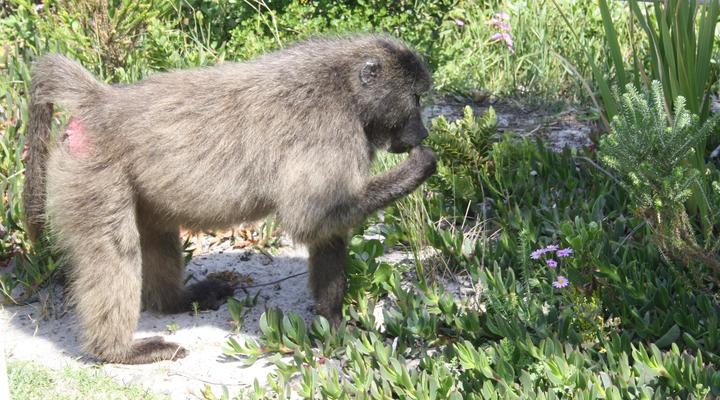 Baytown Holiday Accommodation