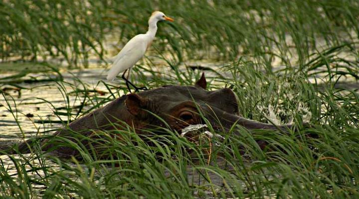 Unlimited Luxury Lodge in Kasane