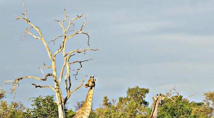 Unlimited Luxury Lodge in Kasane