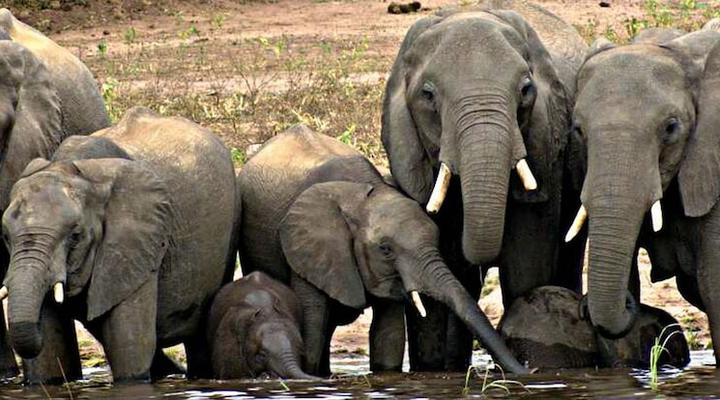 Unlimited Luxury Lodge in Kasane