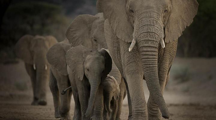 Mount Etjo Safari Lodge