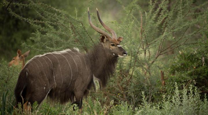 Mount Etjo Safari Lodge