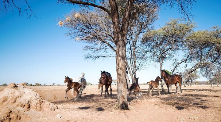 Dornhügel Guestfarm