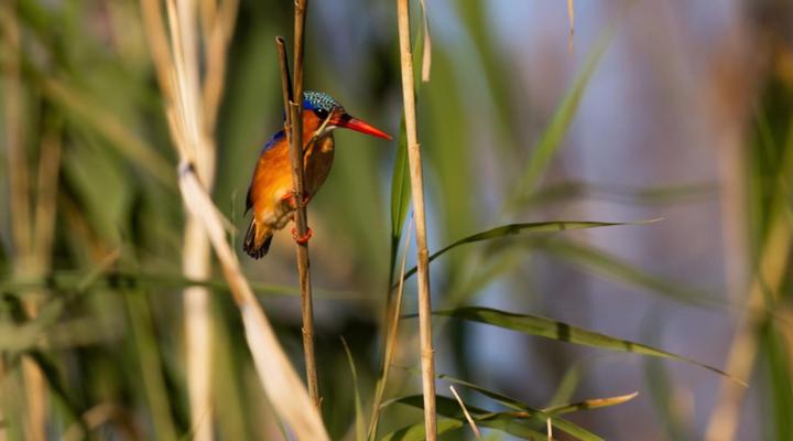 AfriCamps at Bonamanzi Game Reserve