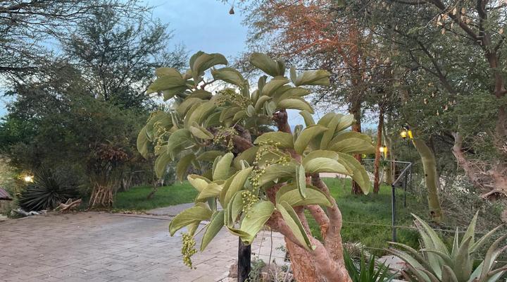 Aloegrove Safari Lodge