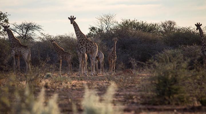 Aloegrove Safari Lodge