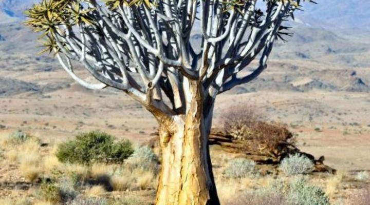 Namib's Valley Lodge