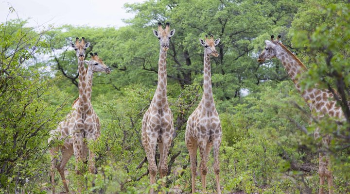 Victoria Falls Safari Lodge